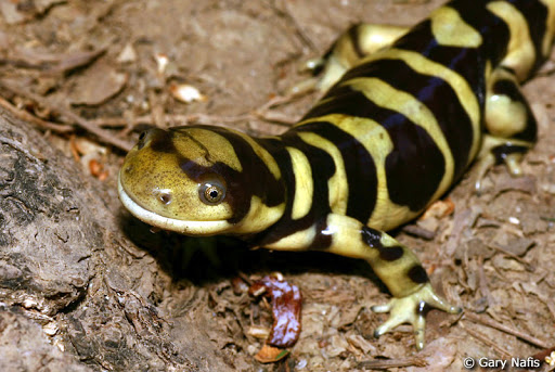 Salamander